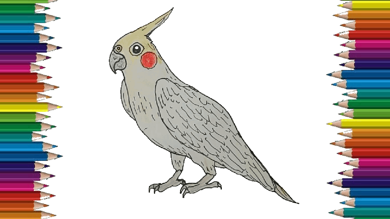 How to draw a Cockatiel step by step – Cockatiel Bird drawing easy