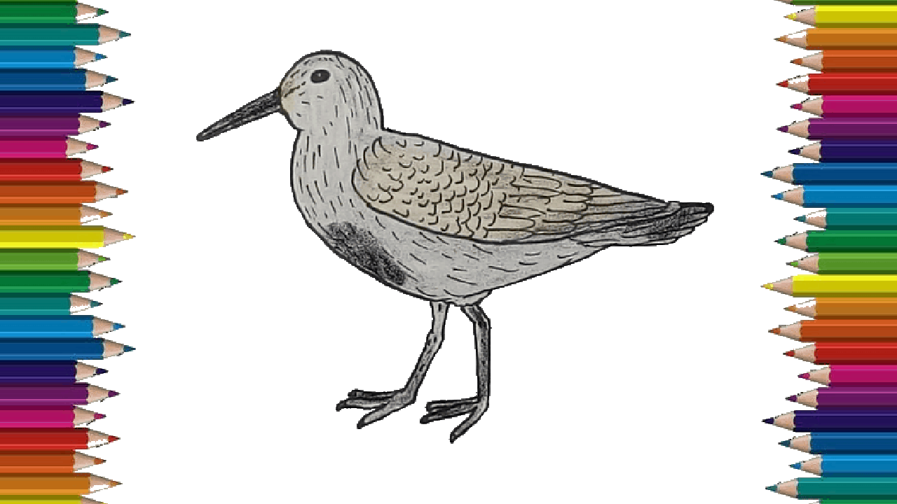 How to draw a Dunlin bird easy – Dunlin Bird drawing step by step