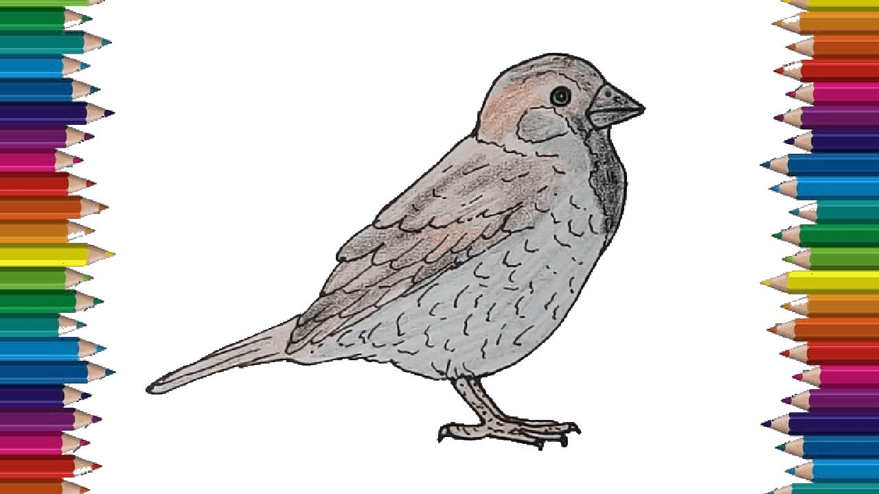 How to draw a Sparrow step by step – Bird drawing easy for beginners