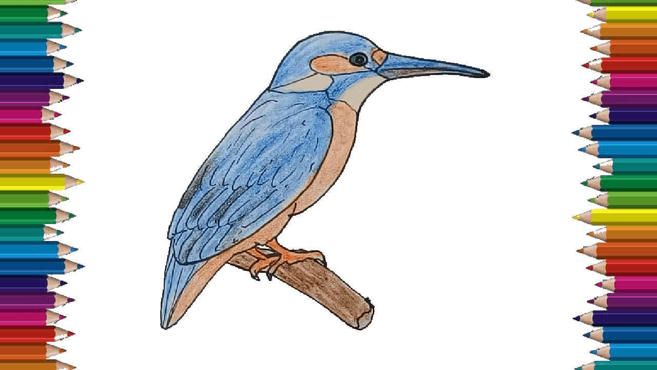 How to draw a KingFisher easy – KingFisher bird drawing easy for beginners