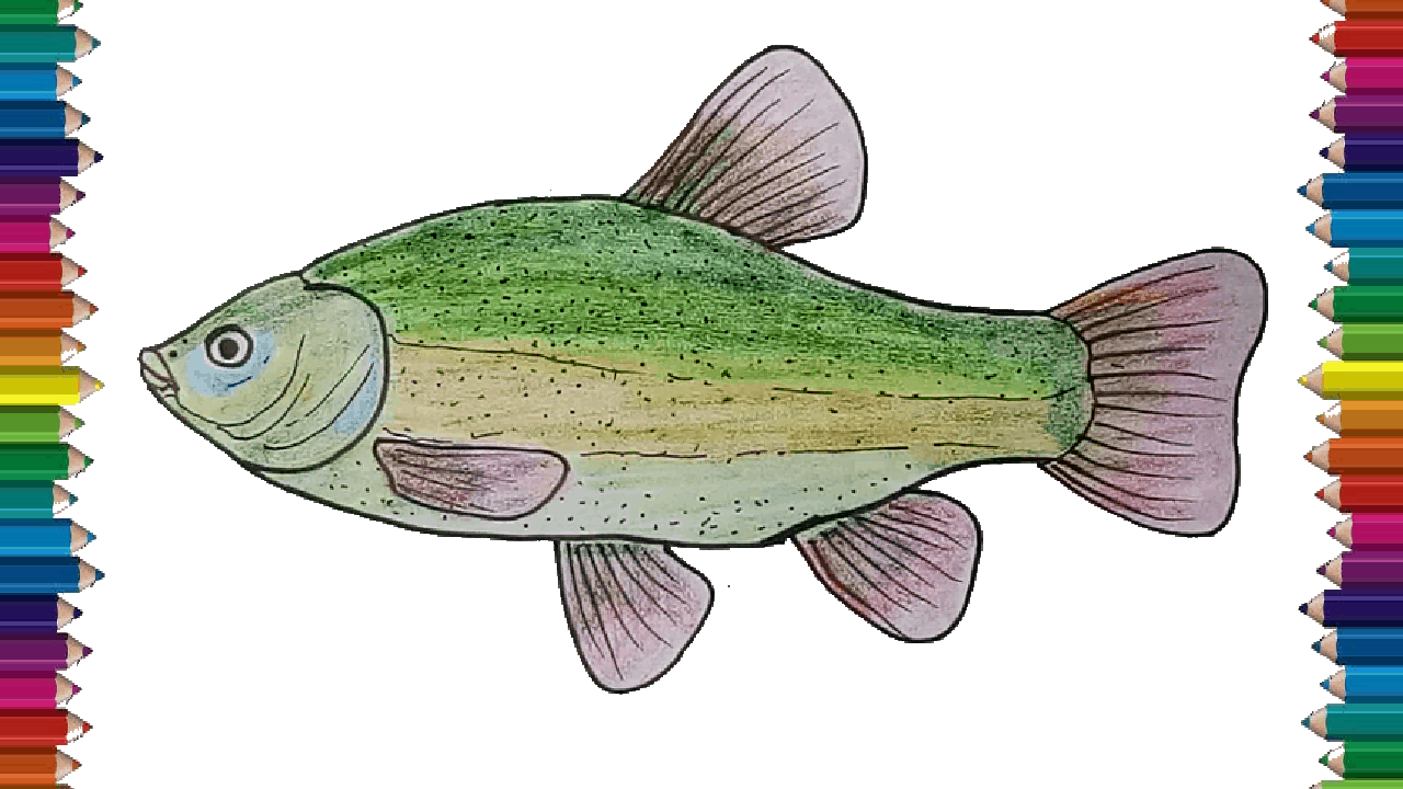 How to draw a Tench step by step – Fish drawing easy for beginners