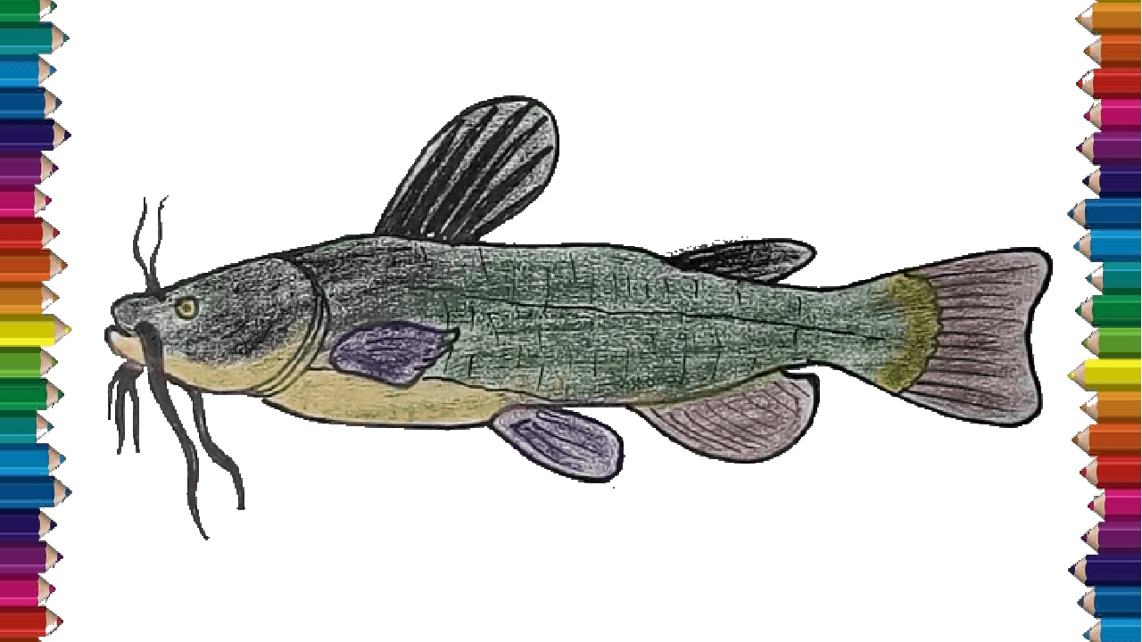 How to draw a catfish step by step – Fish drawing and coloring for kids