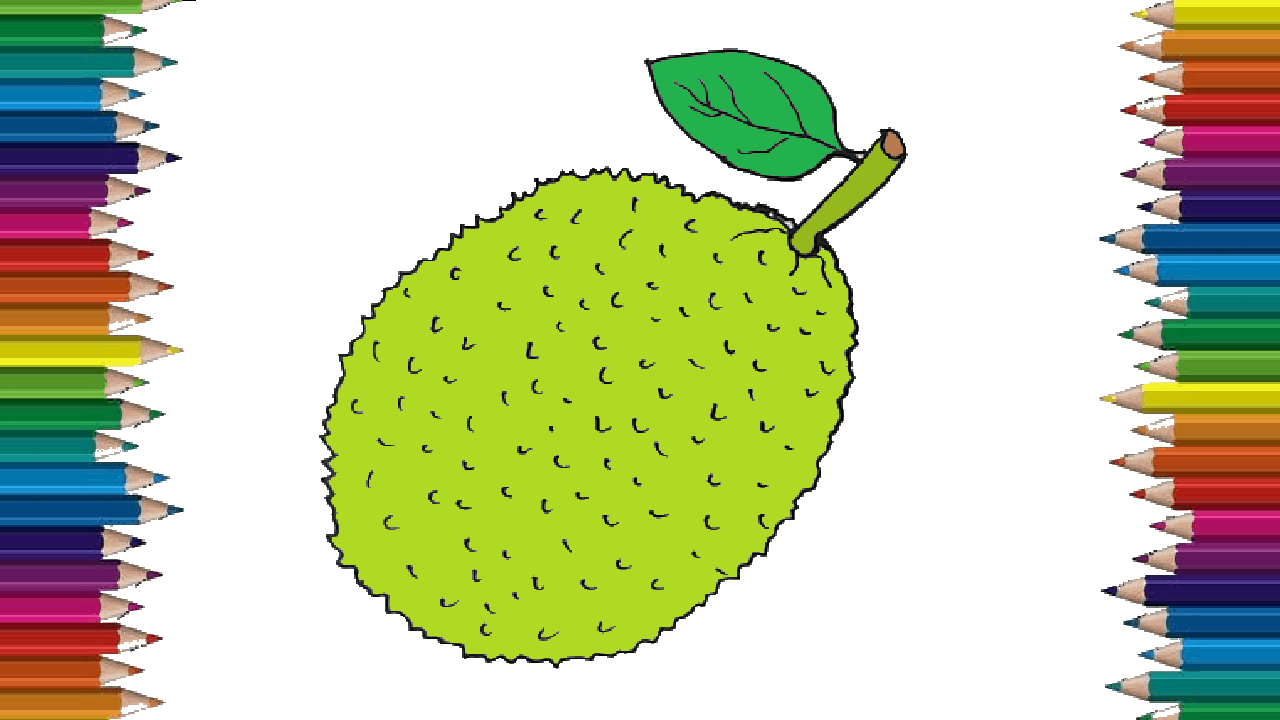 How to draw jackfruit easy for bginners – Jackfruit drawing and coloring