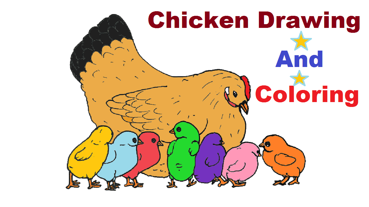 Chicken drawing and coloring for beginners