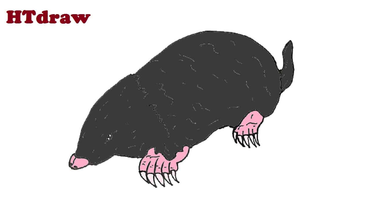 How to draw a Mole step by step