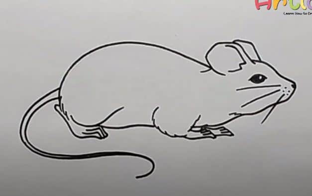 How to Draw a Brown Rat step by step