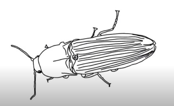 How to Draw a Click Beetle step by step