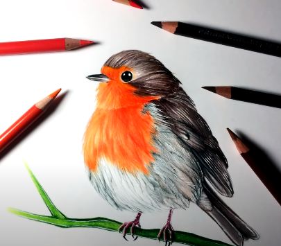 How to Draw a Robin bird step by step