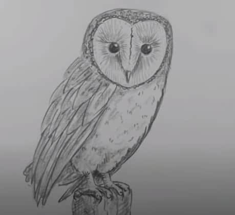 How to draw a Barn Owl step by step
