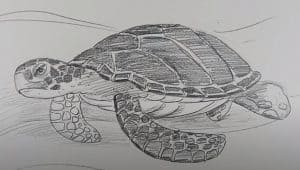 How to draw a Sea Turtle step by step