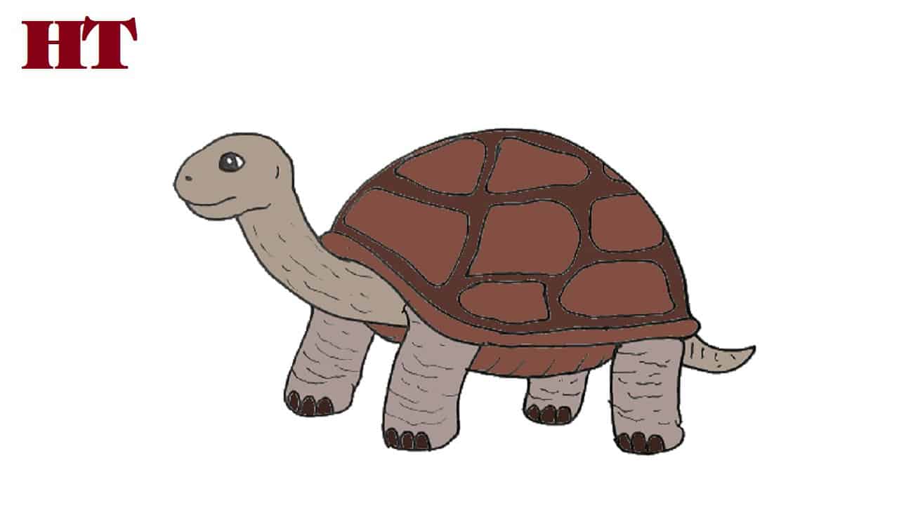 How to draw a tortoise step by step