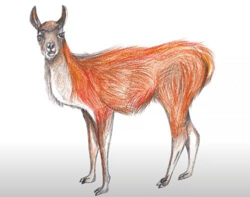 How to Draw a Guanaco step by step