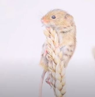 How to Draw a Harvest Mouse step by step