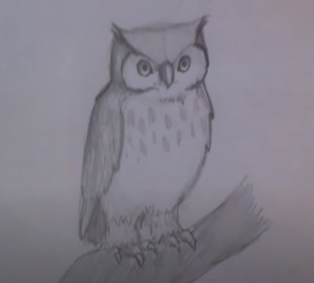 How to Draw a Little Owl step by step