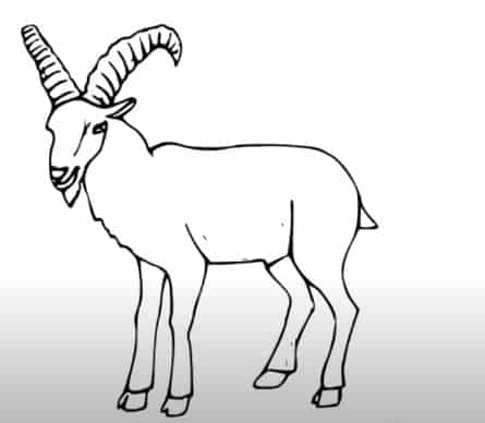 How to Draw a Mountain Goat step by step
