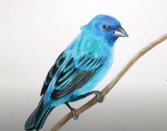 How to Draw an Indigo Bunting step by step