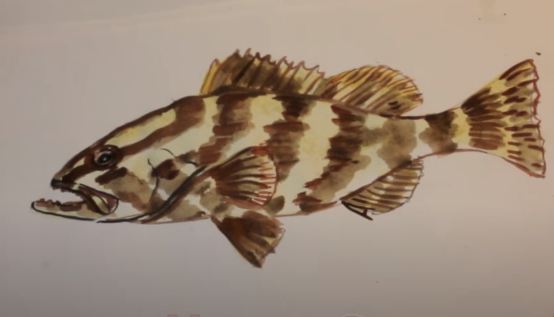 How to draw a grouper fish step by step