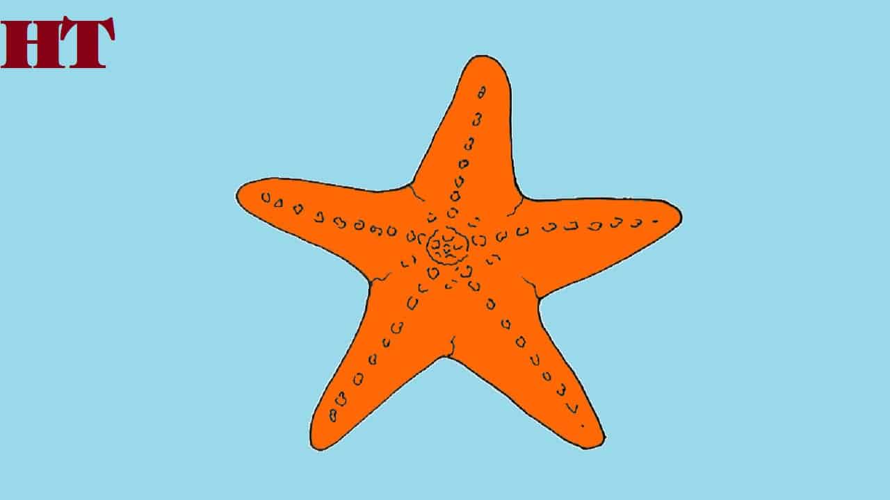 How to draw a starfish step by step
