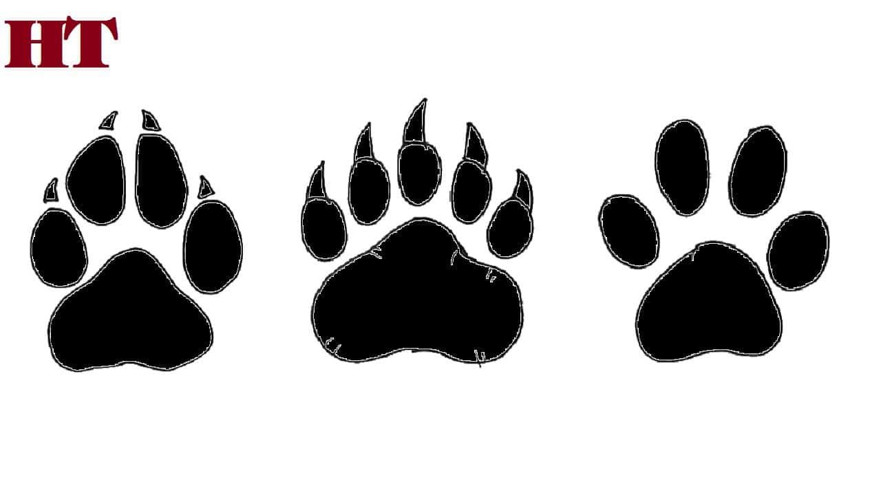 How to draw a paw print step by step