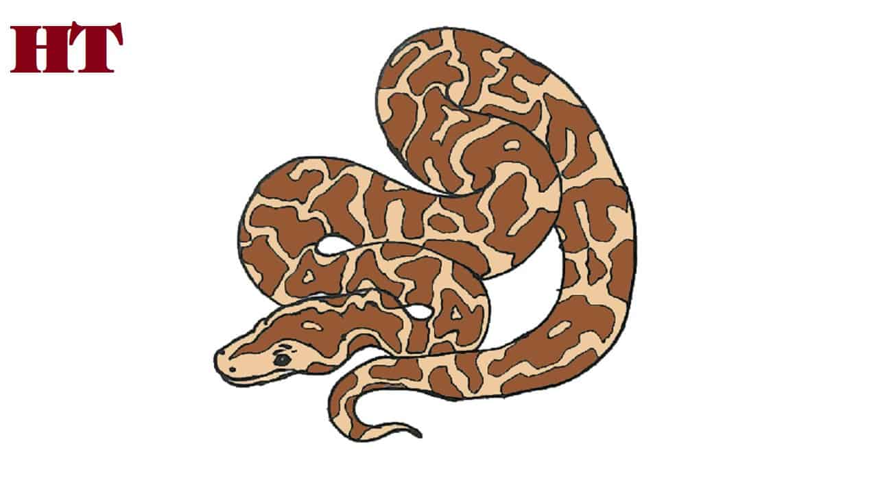How to Draw a Python step by step