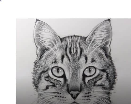 How to draw a cat face step by step