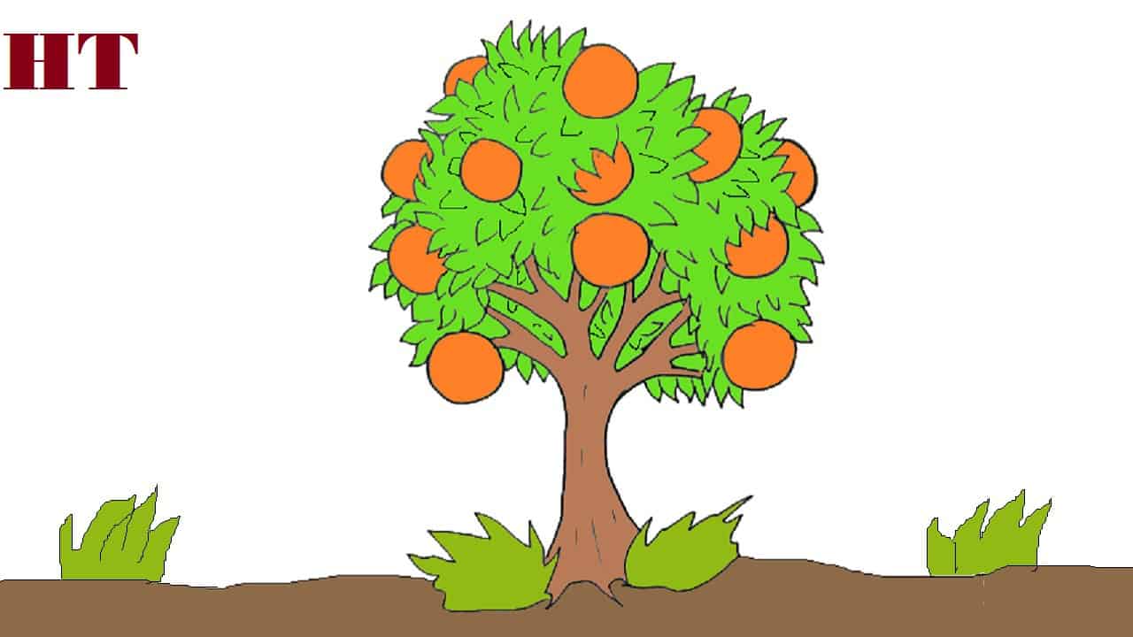 How to draw a orange tree step by step