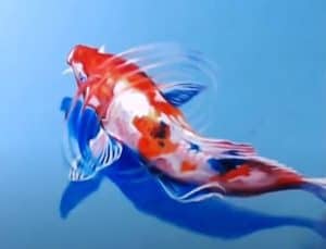 How to draw a realistic koi fish