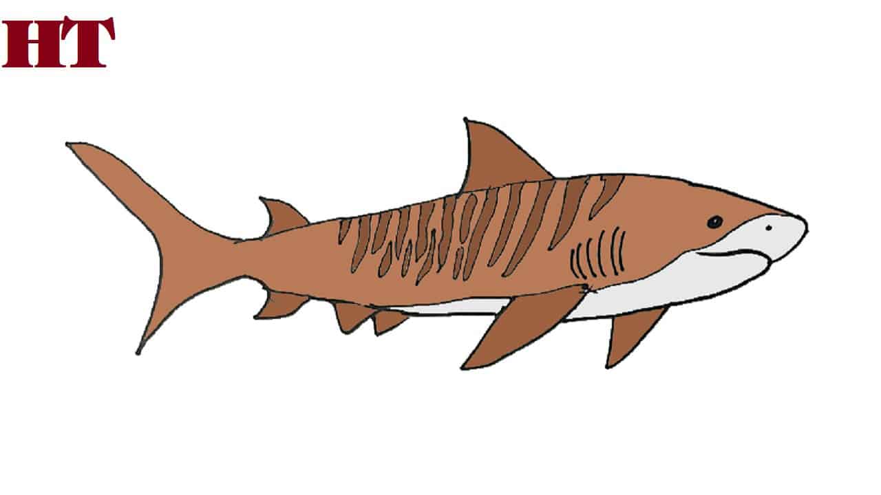 How to draw a tiger shark step by step