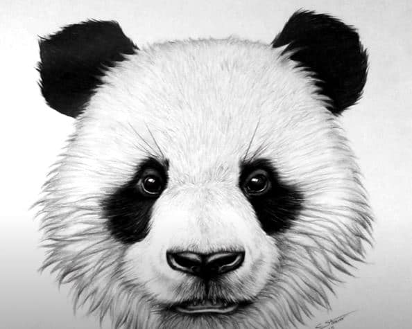How to Draw a Panda face step by step