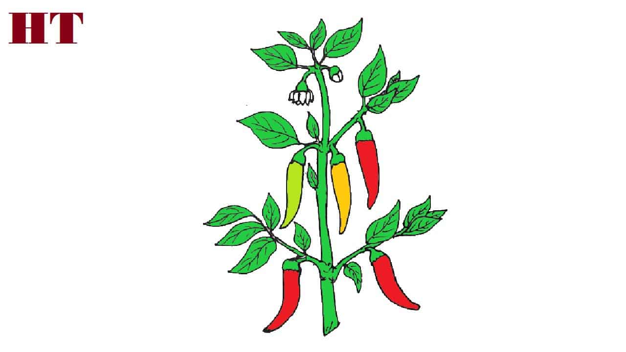 How to draw a capsicum step by step