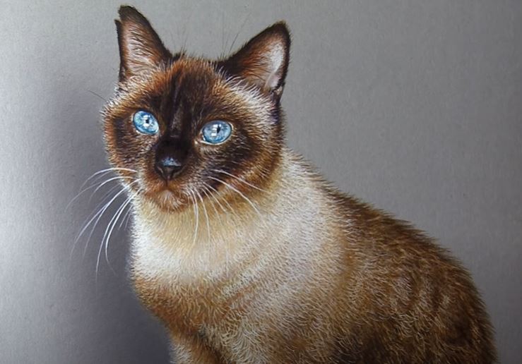 How to draw a realistic cat by pencil