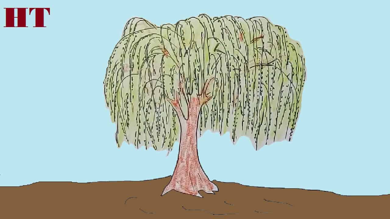 How to draw a willow tree for beginners