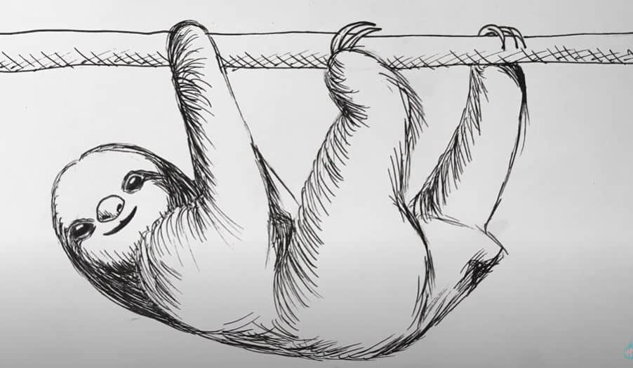 How To Draw A Sloth step by step