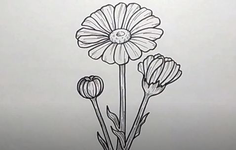 How to draw a daisy flower step by step | Flower drawing for beginners