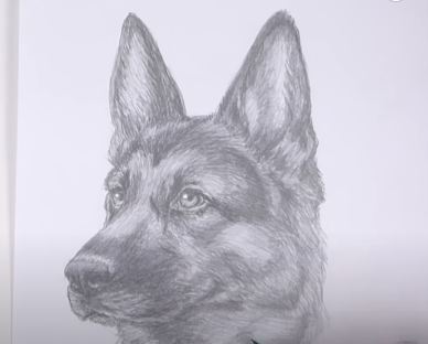 How to Draw a German Shepherd (Head Detail) | Dog pencil drawing tutorial