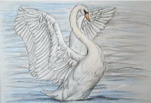 How to Draw a Swan easy for beginners