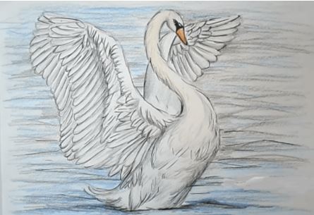 How to Draw a Swan easy for beginners