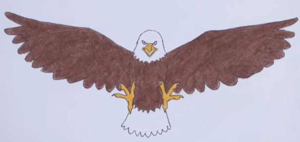 How to draw a bald eagle step by step
