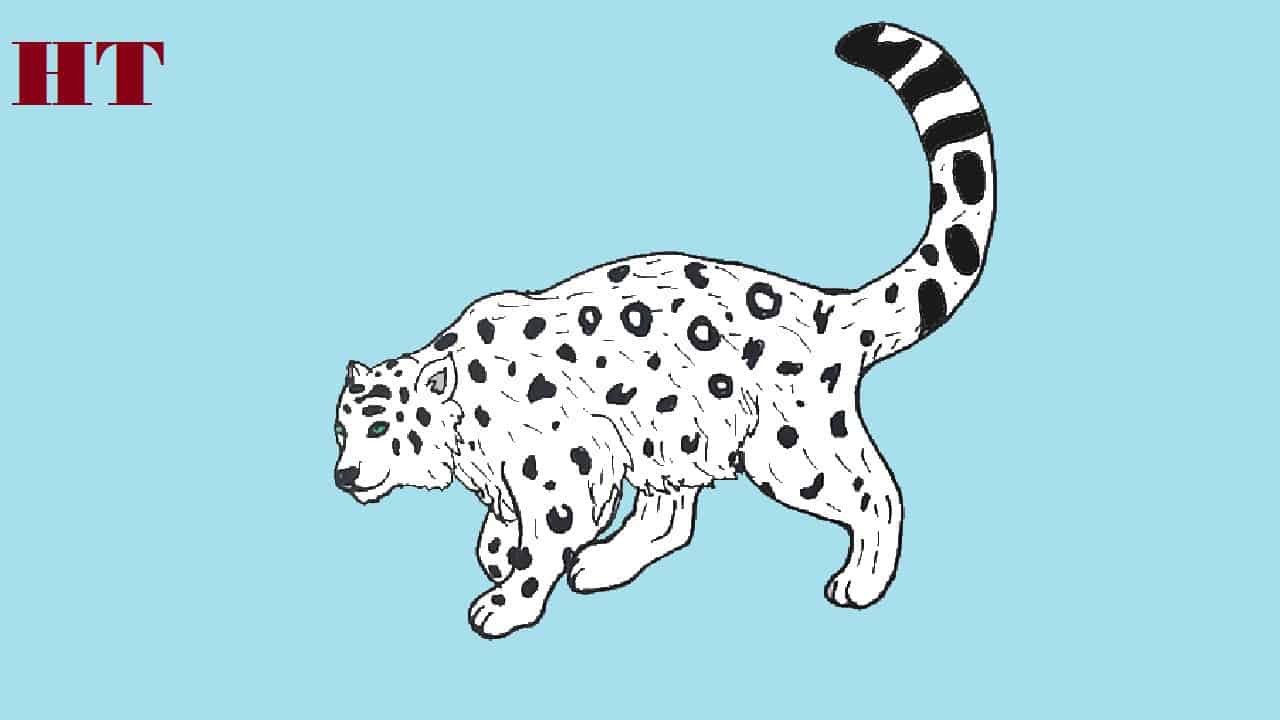 How to draw a snow leopard step by step – Easy Drawing Tutorial
