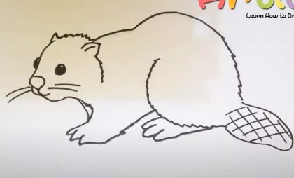 How to Draw a Beaver step by step