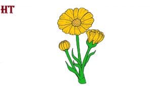 How to Draw a Daisy Flower