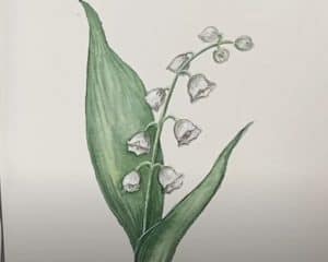How to Draw a Lily of the Valley step by step