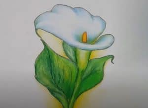 How to draw a Calla Lily Flower step by step