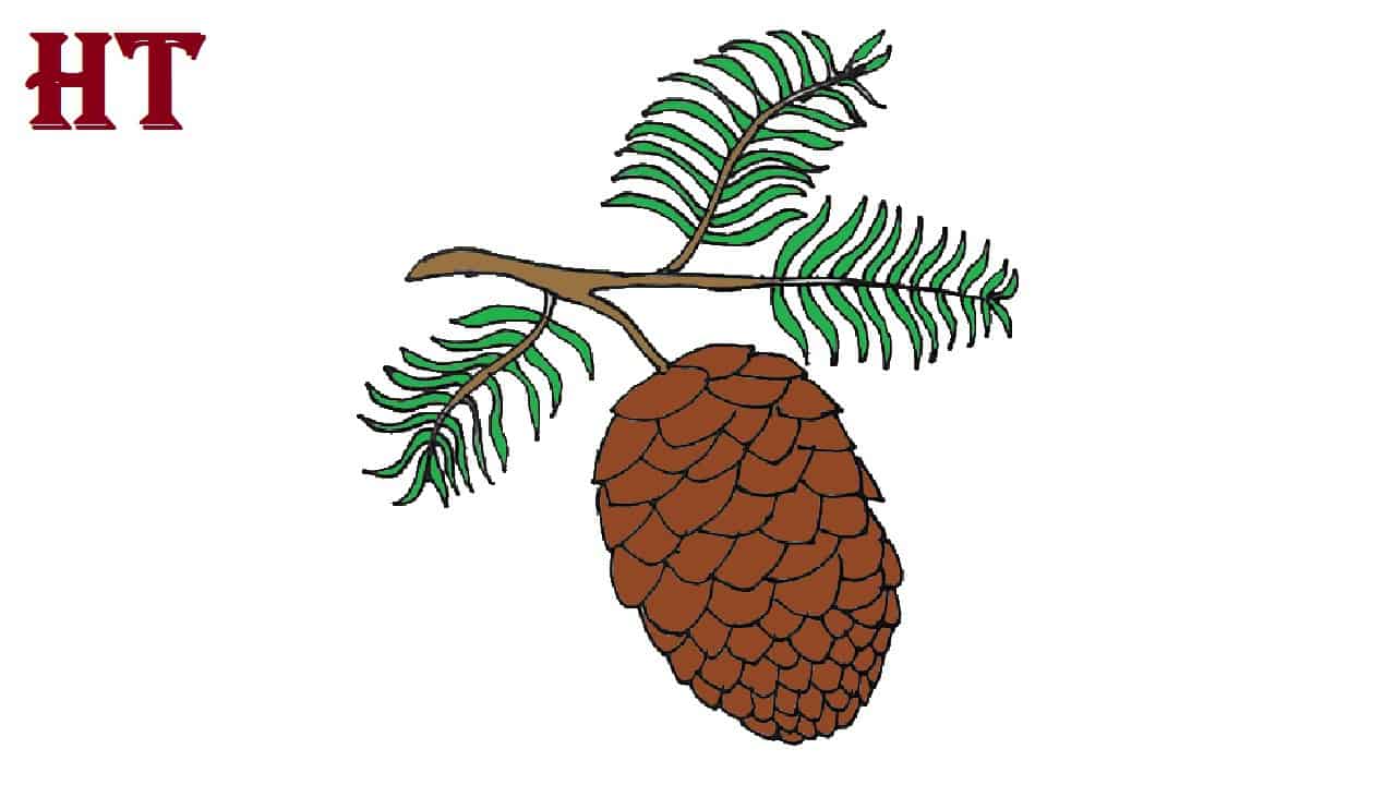 How to Draw a Pinecone Step by Step