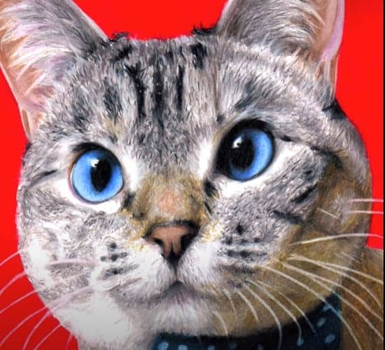 Cat Face Drawing With Pencil Step By Step
