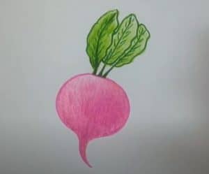 How to Draw a Radish Step by Step Easy