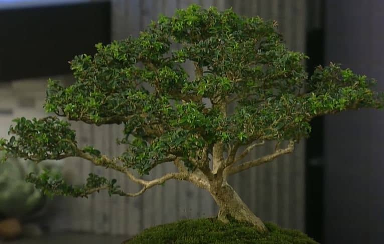 How to care for a Bonsai Tree step by step