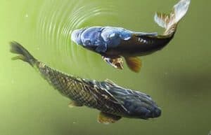 Carp drawing with pencil - How to draw a koi fish for Beginners