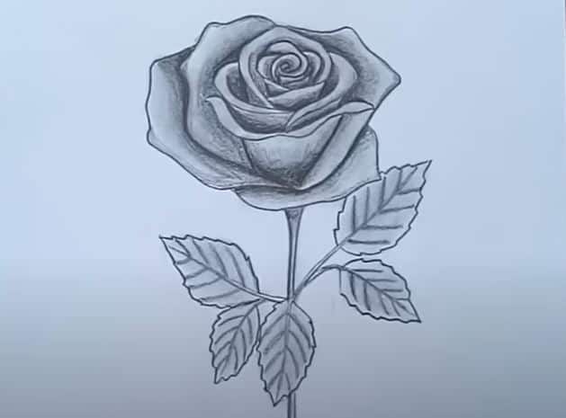 How to Draw A rose with Pencil Step by Step