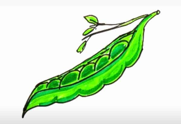 How to Draw Beans Step by Step || Vegetables Drawing Tutorial